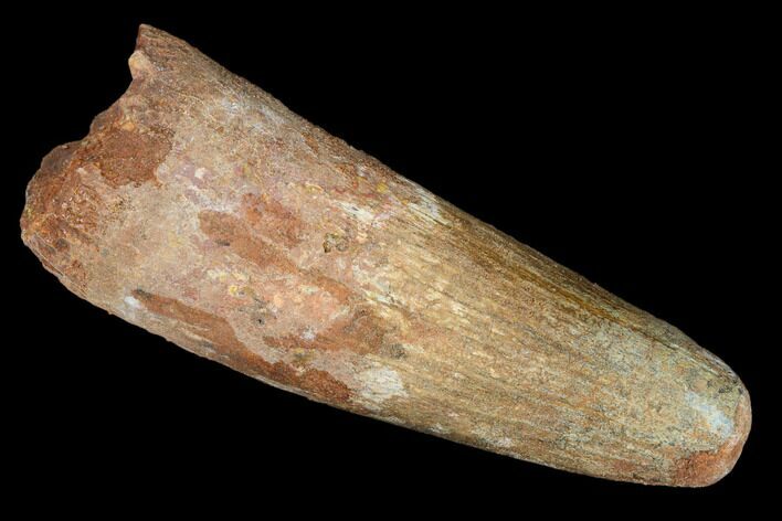 Real Spinosaurus Tooth - Robust Tooth With Feeding Wear #182777